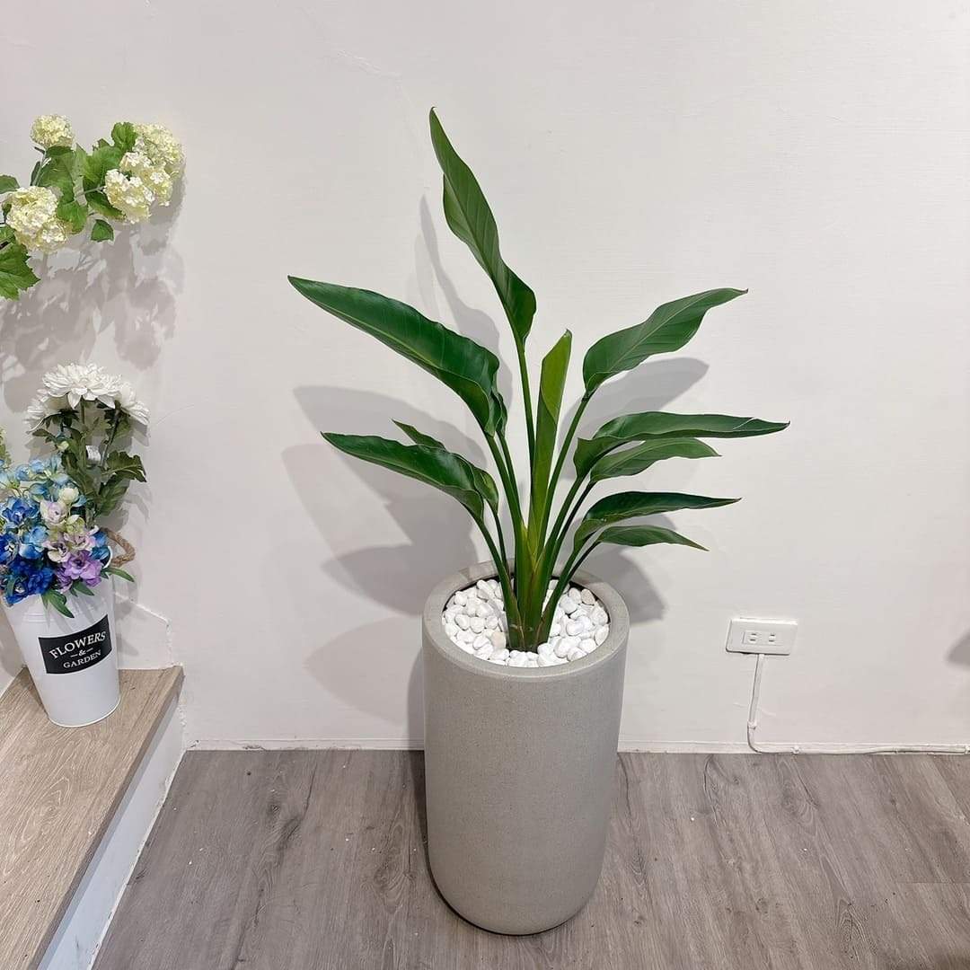 現代風格室內大型綠色植栽天堂鳥盆栽裝飾，展現居家空間美學心理學。