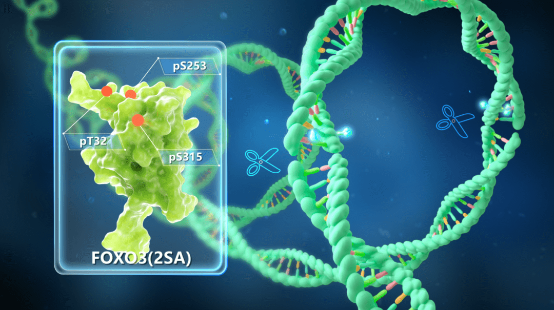 2026年微環境長壽學中的DNA雙螺旋結構與分子級生物毒素監測示意圖